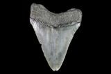 Juvenile Megalodon Tooth - Georgia #99145-1